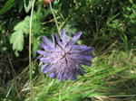 SX24688 Field Scabious (Knautia arvenis).jpg